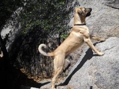 Sadik