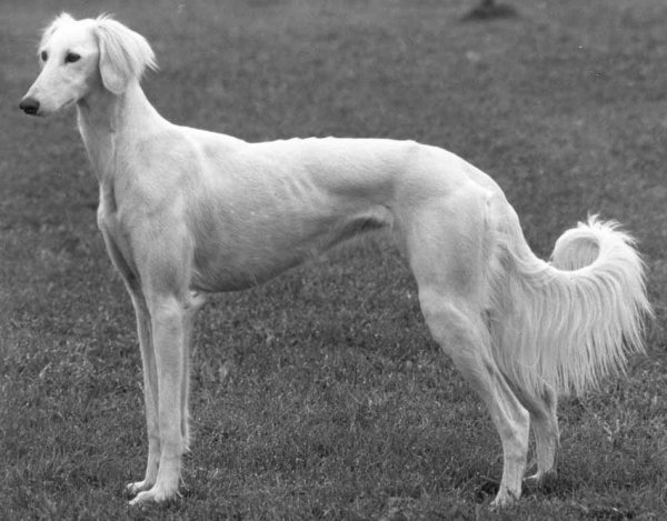 smooth coated saluki